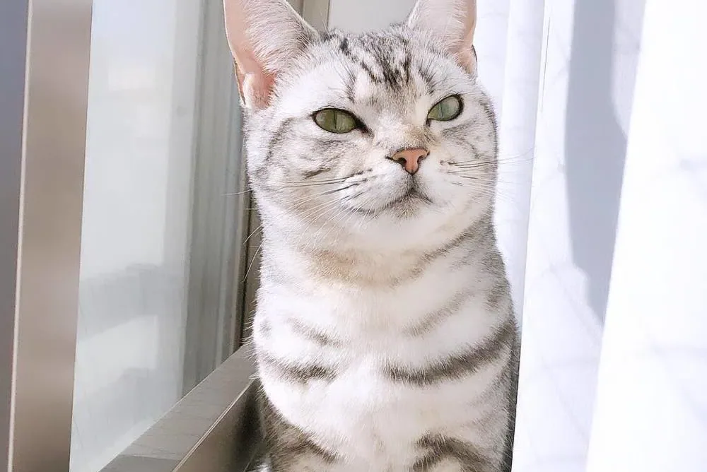 An American Shorthair cat sitting calmly on a wooden floor, looking directly at the camera.