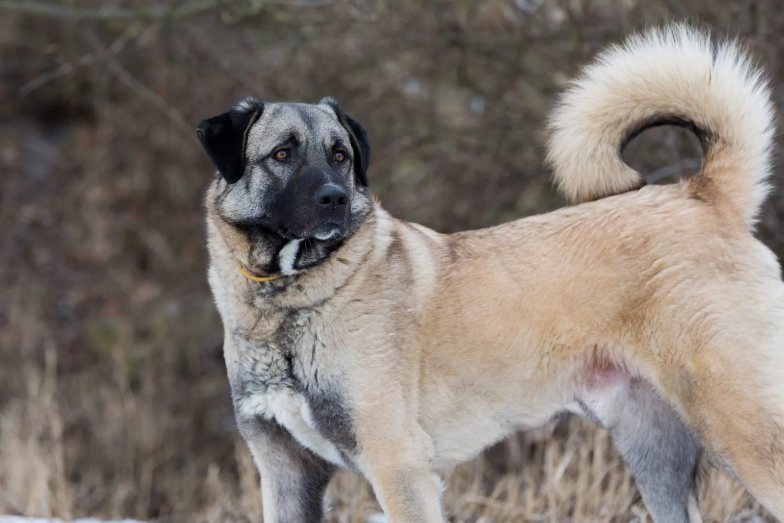 An Anatolian Shepherd Dog walking calmly on a leash in a grassy field.