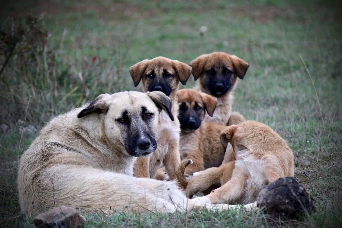 An Anatolian Shepherd Dog resting calmly in a grassy field