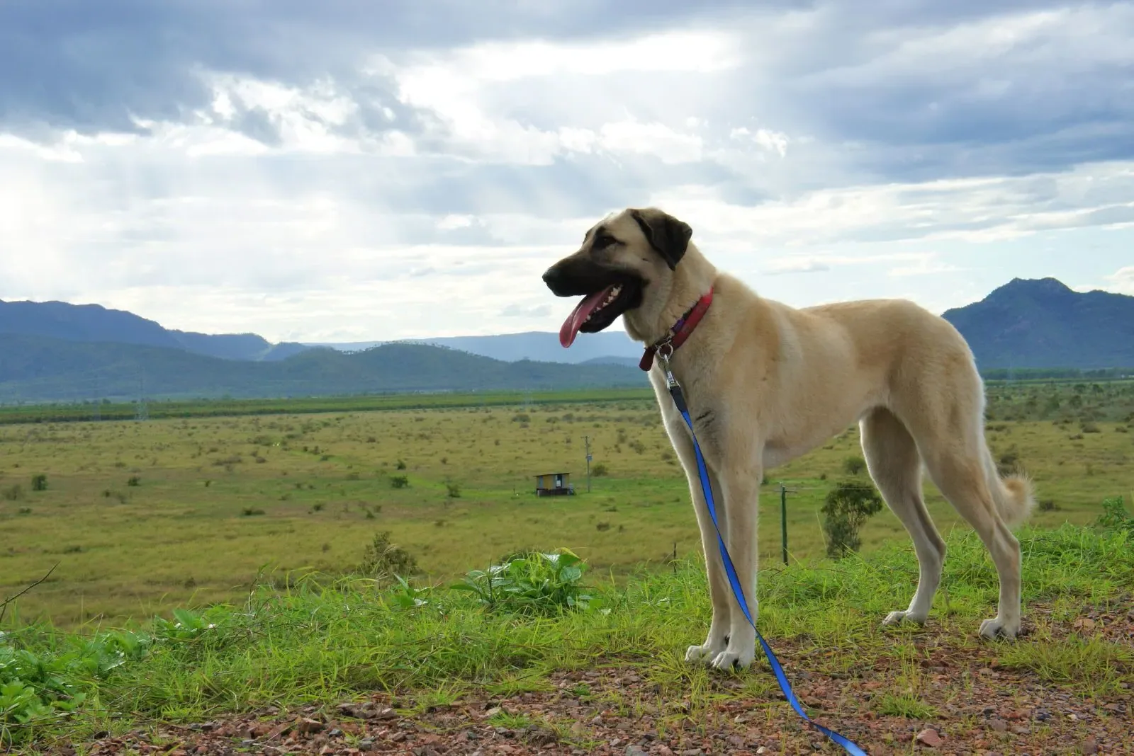 An Anatolian Shepherd Dog standing alertly in a grassy field, looking into the distance.