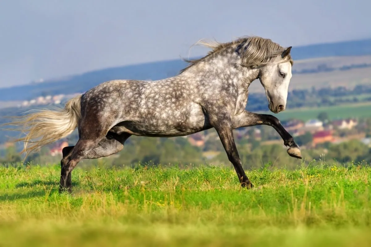 An Andalusian horse standing in a sunlit Spanish pasture, looking noble.