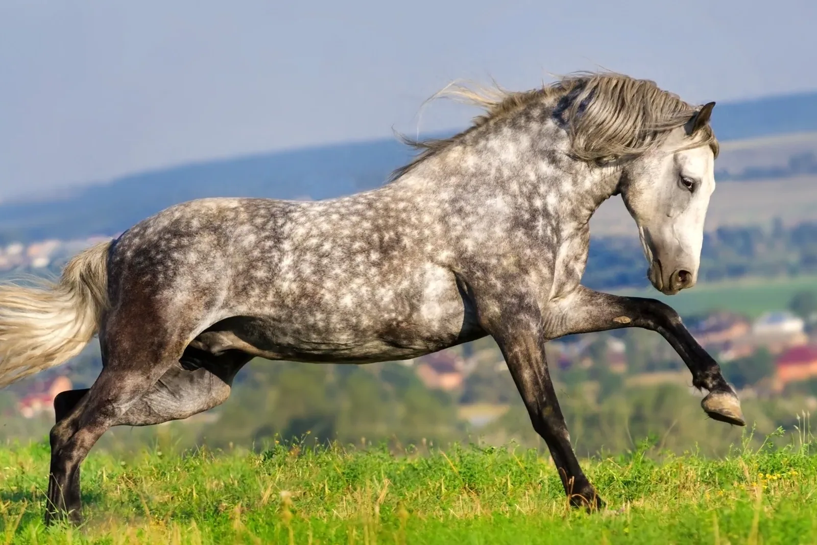 A majestic Andalusian horse standing in a sunlit field, showing its muscular build and flowing mane.