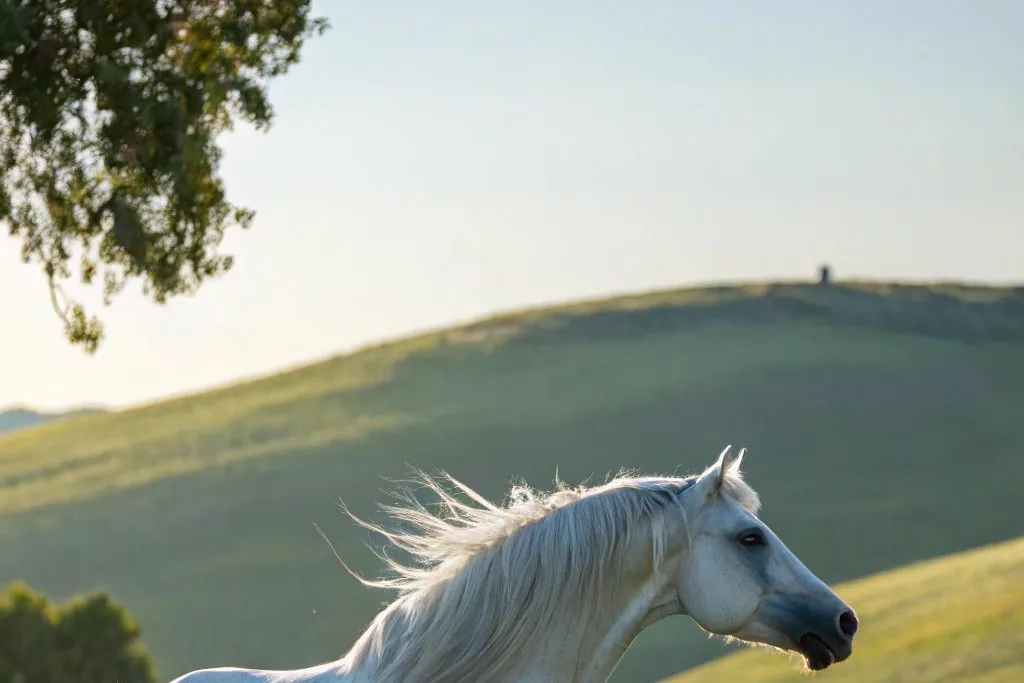 An Andalusian horse standing calmly in a sunlit pasture, looking gentle and alert.