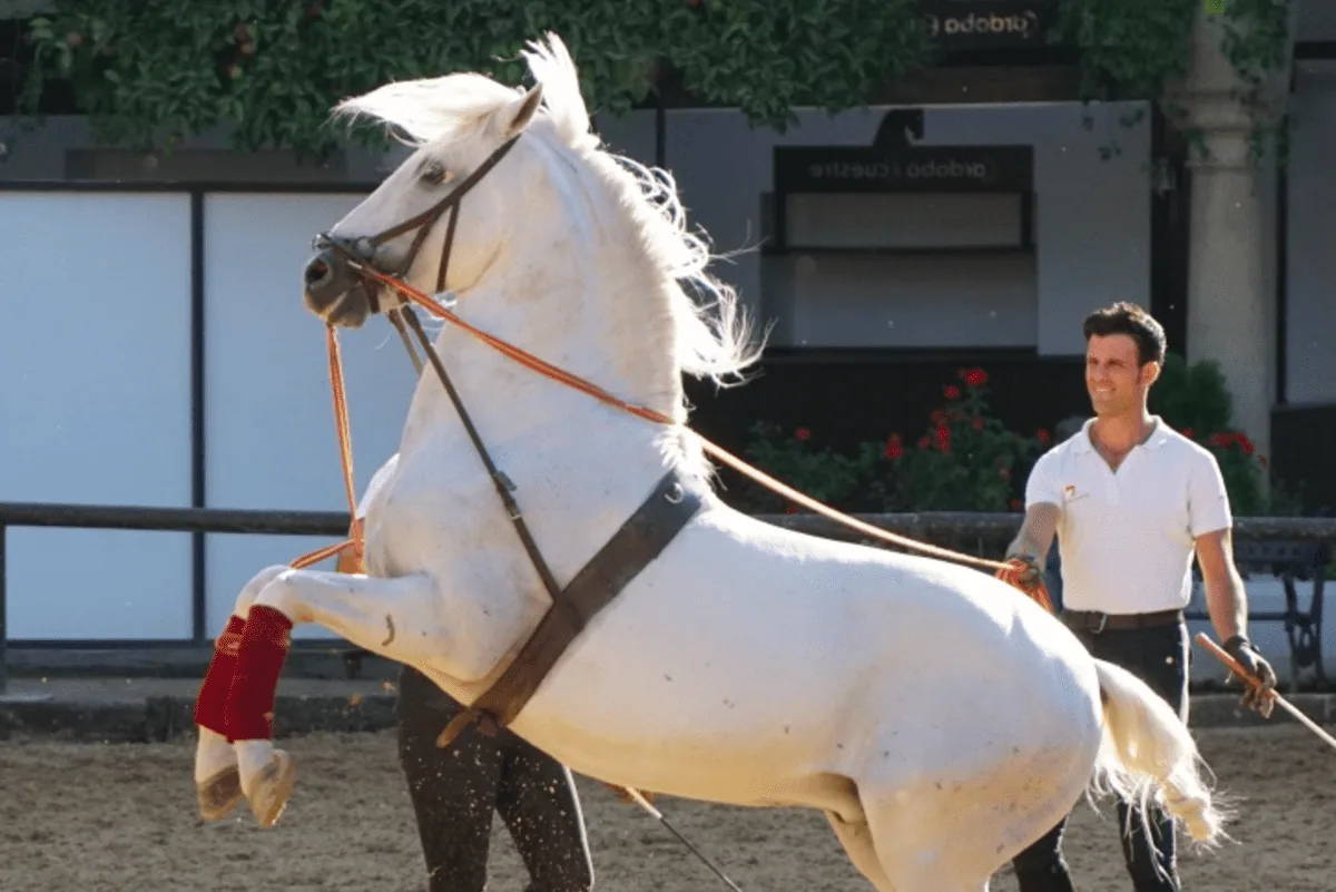 An Andalusian horse trotting in a sunlit arena with a rider.