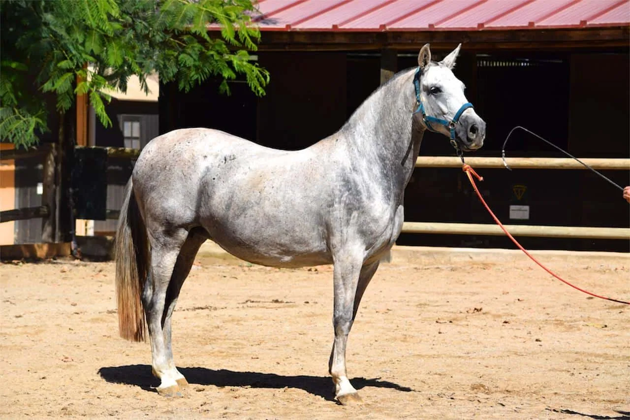An Andalusian horse being groomed in a stable with a brush.