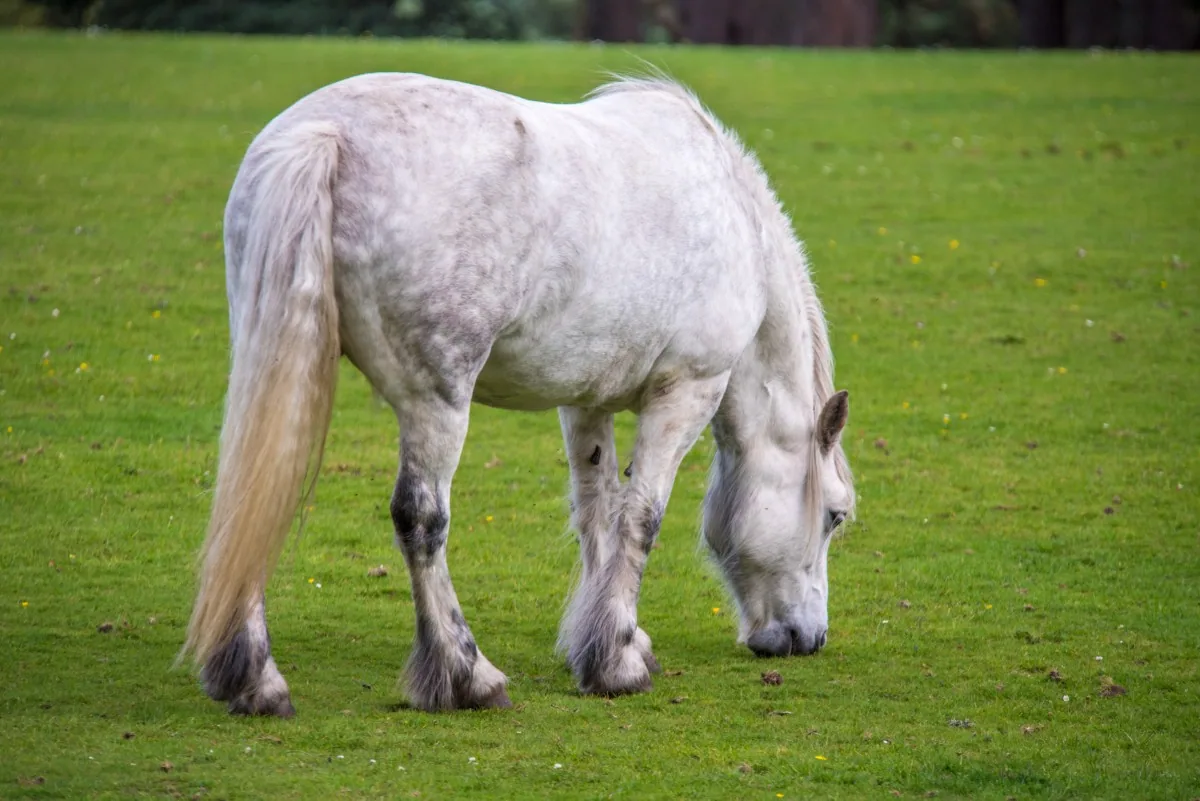 An Andalusian horse grazing in a lush green pasture with hay bales nearby.