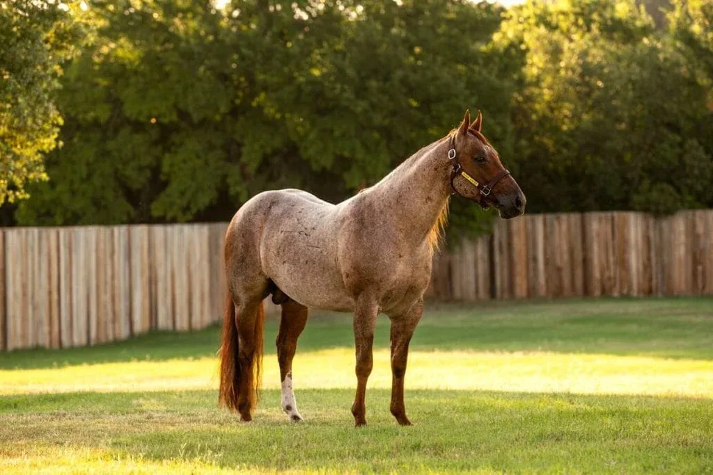An Anglo-Arabian horse standing in a field, showing its elegant build and coat.