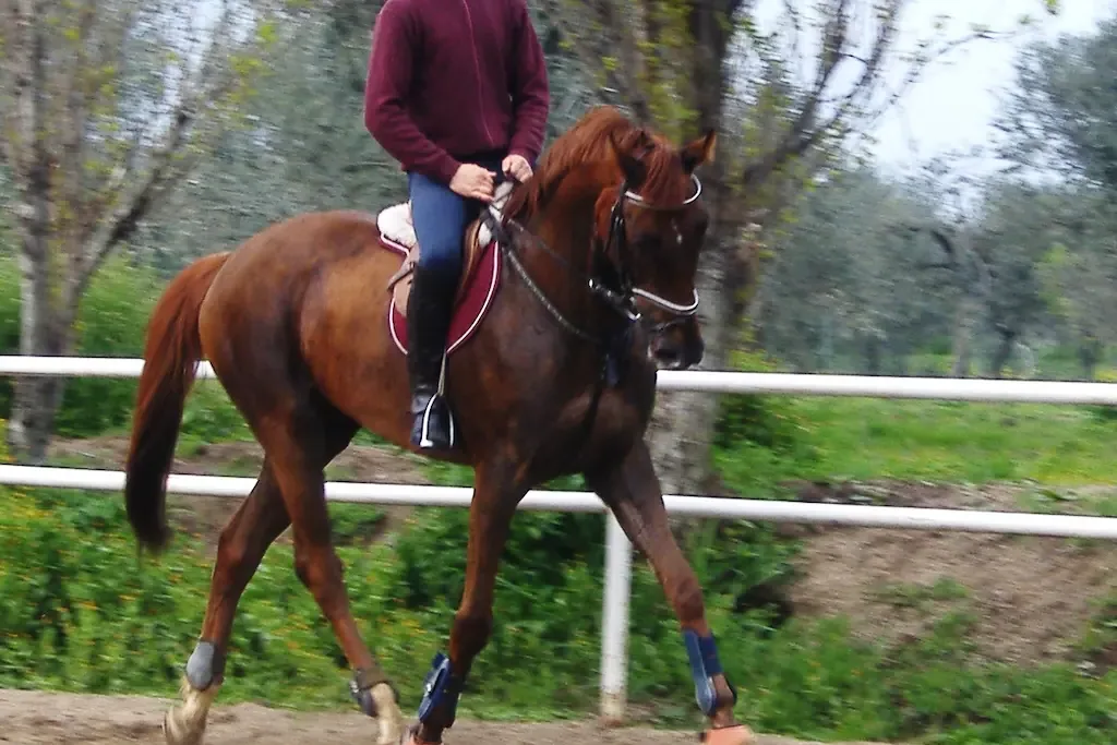 An Anglo-Arabian horse being ridden in an outdoor arena