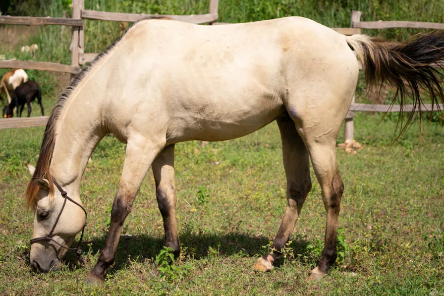 An Anglo-Arabian horse standing in a green pasture, looking healthy and alert.