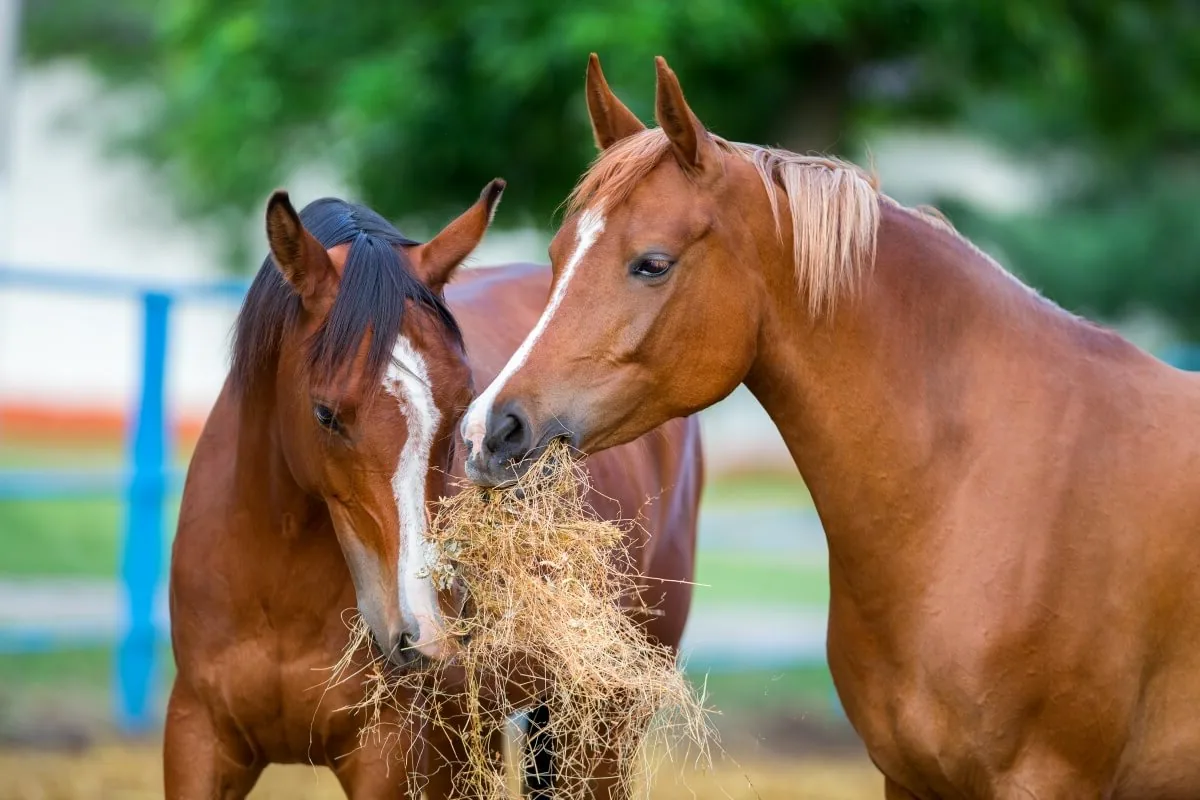 An Anglo-Arabian horse eating hay in a stable or pasture
