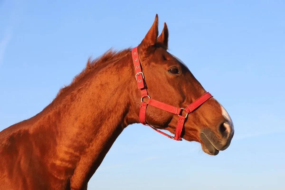 An Anglo-Arabian horse standing in a sunlit pasture, looking alert.