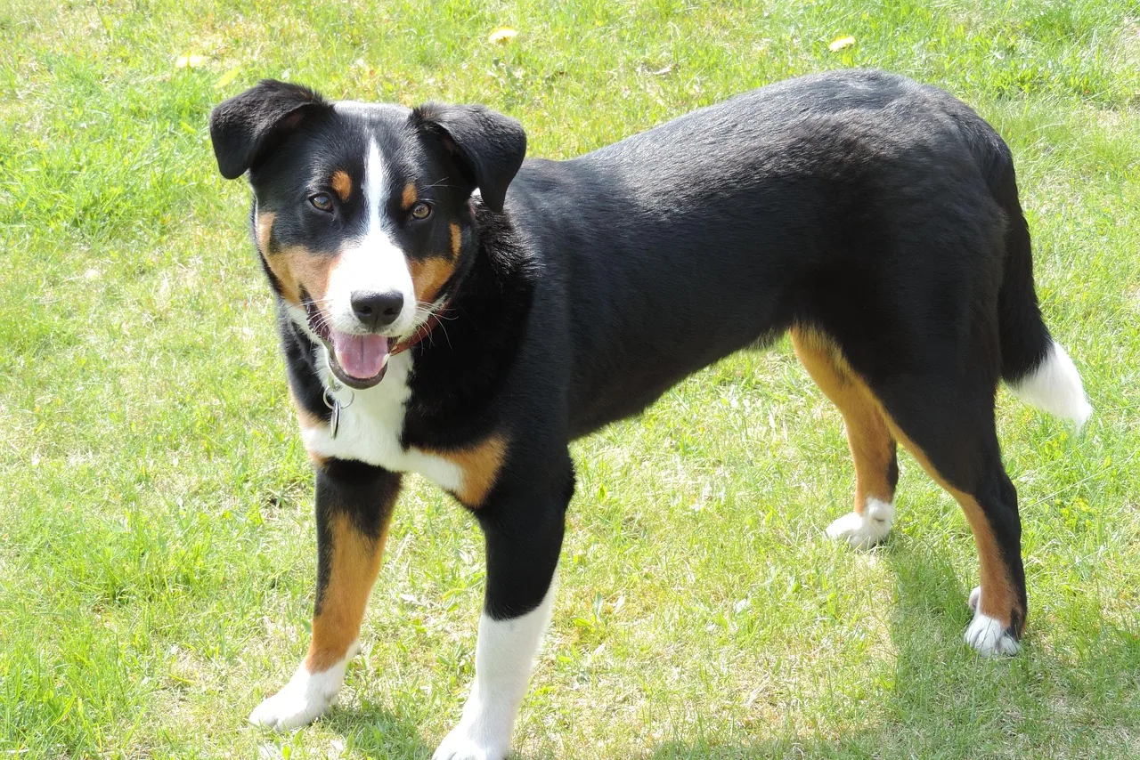 An Appenzell Mountain Dog sitting calmly in a grassy field, looking alert and friendly.