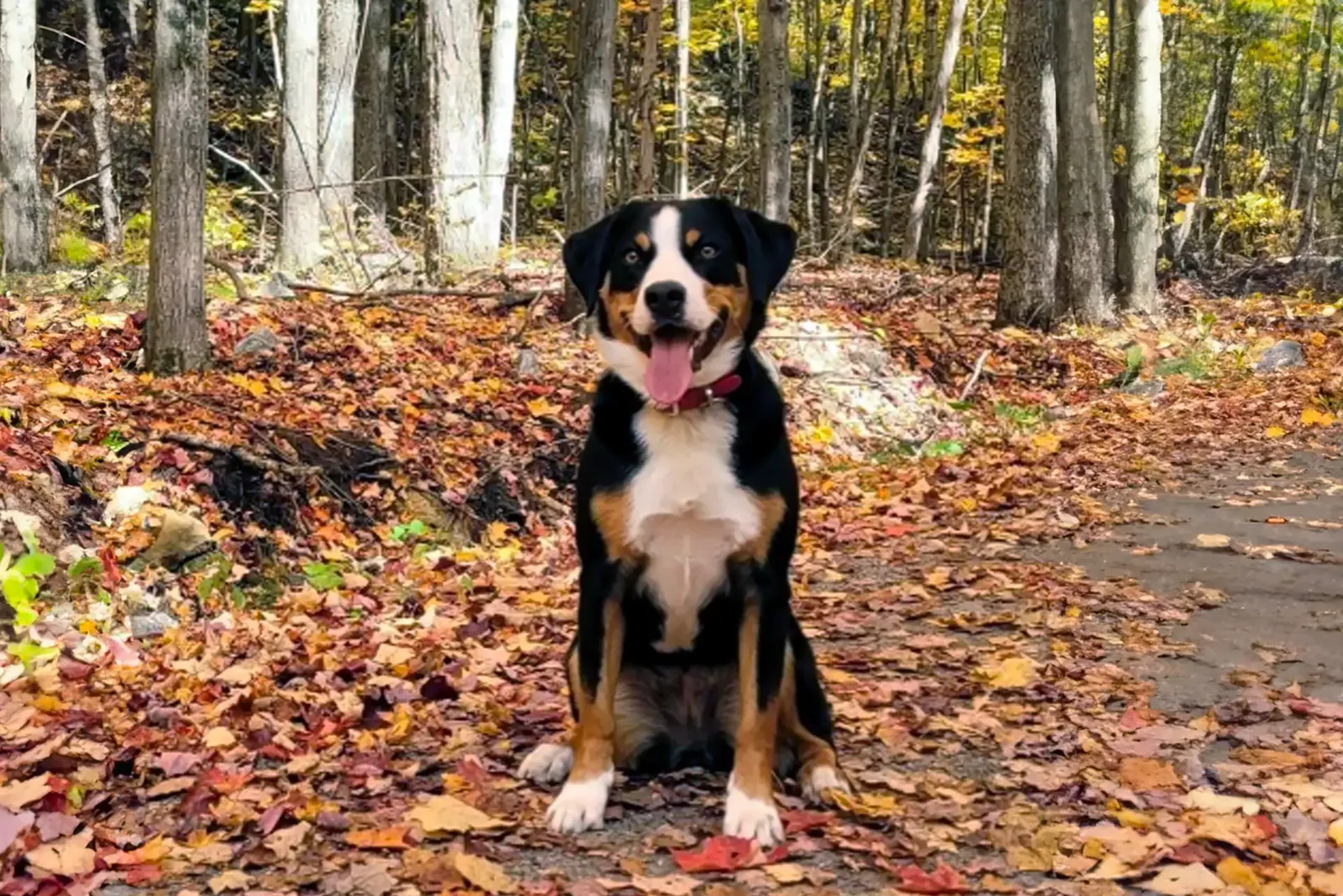 An Appenzell Mountain Dog sitting calmly next to a person in a home setting