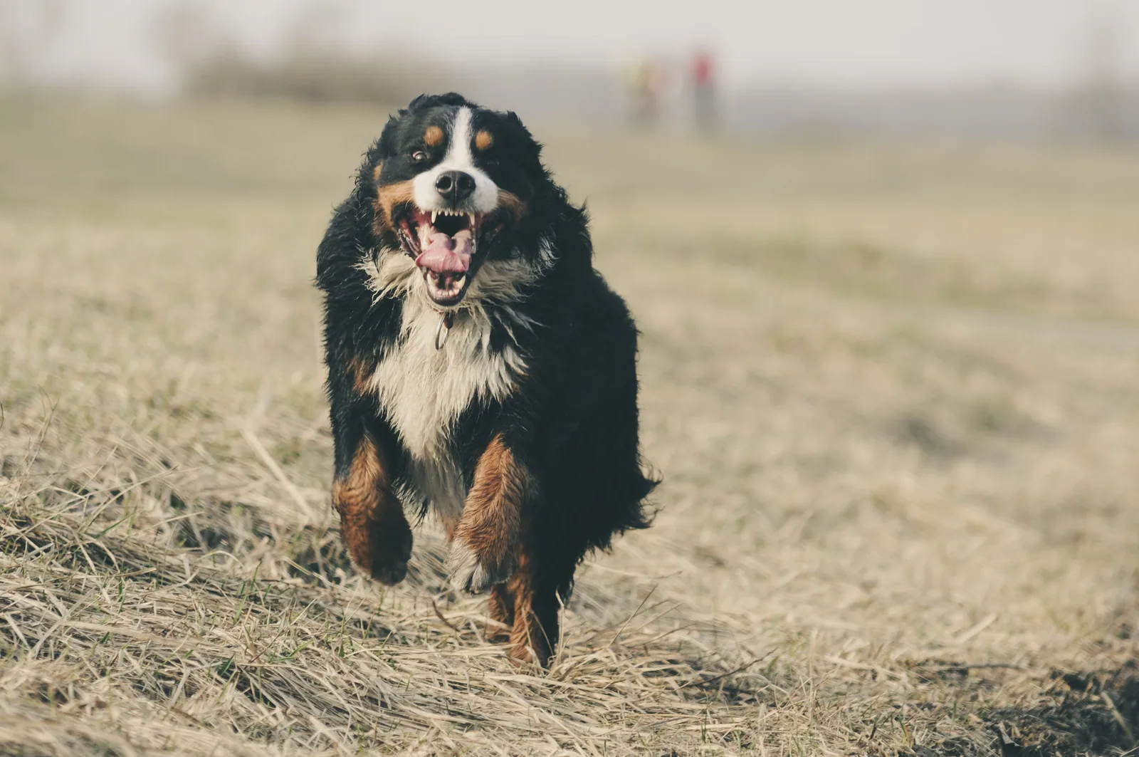 An Appenzell Mountain Dog running through a grassy field with its owner
