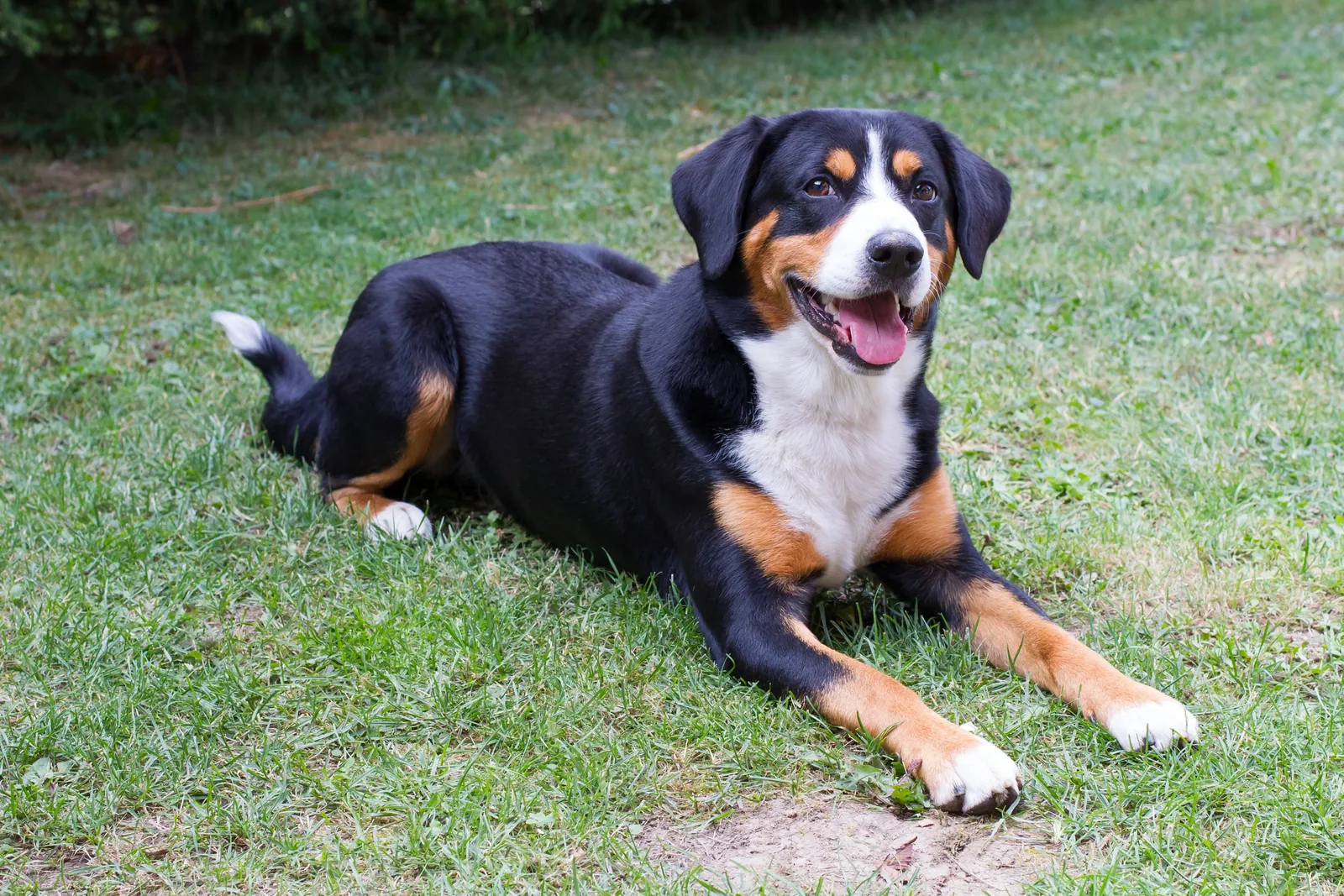An Appenzell Mountain Dog resting calmly in a grassy field.