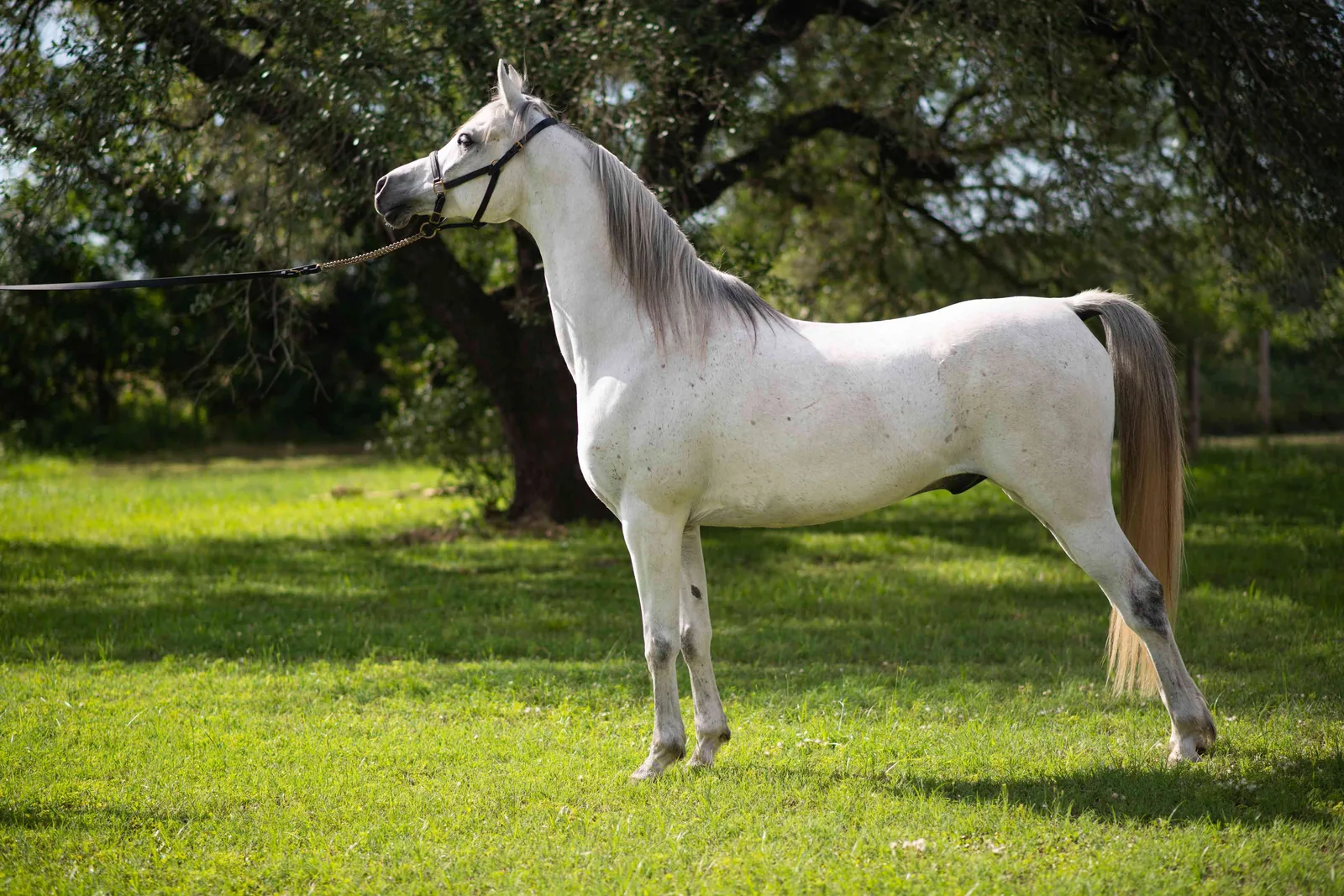 A majestic Arabian horse standing in a sunlit field, looking directly at the camera.
