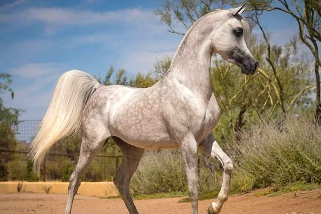 An Arabian horse standing in a field, showing its elegant profile and arched neck.