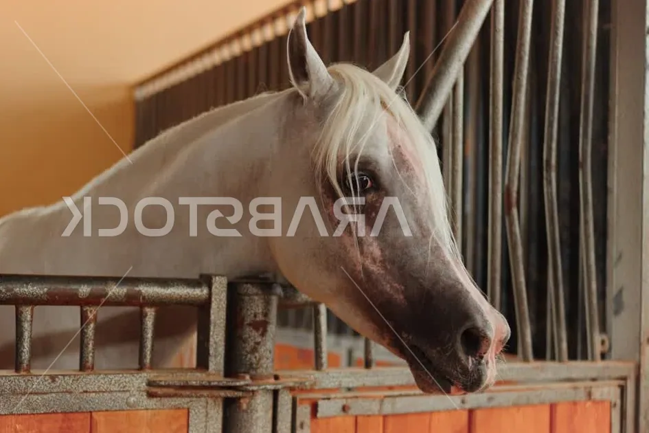 An Arabian horse standing in a sunlit stable, looking directly at the viewer.