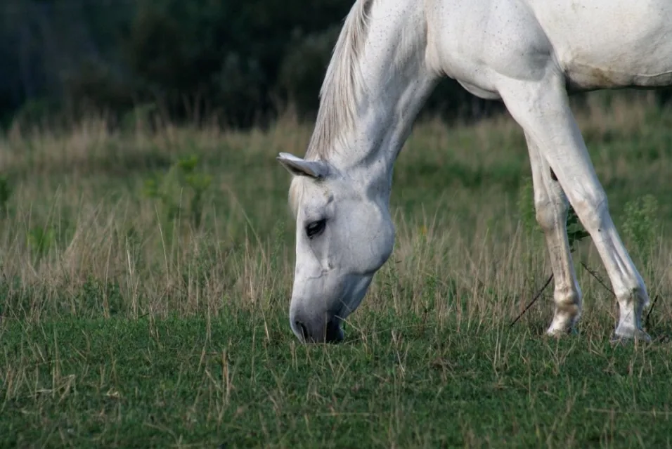 A healthy Arabian horse standing in a sunlit pasture