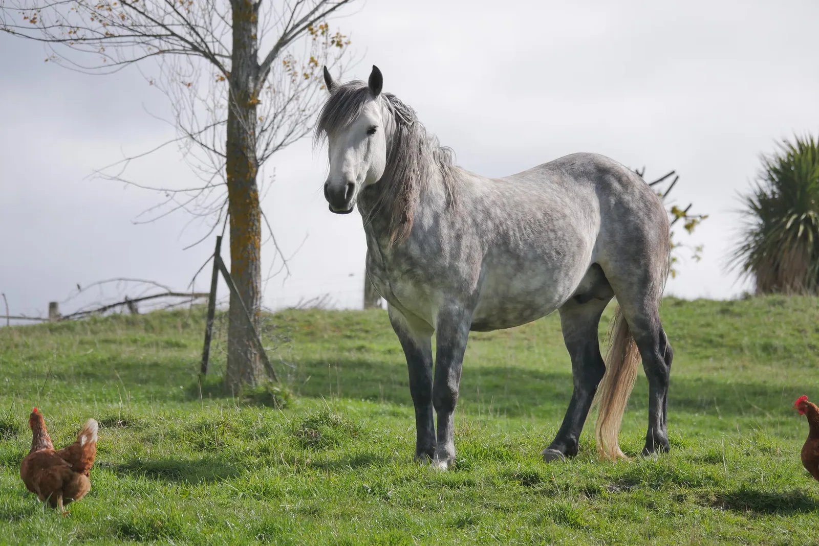 A spotted Arappaloosa horse standing in a grassy field