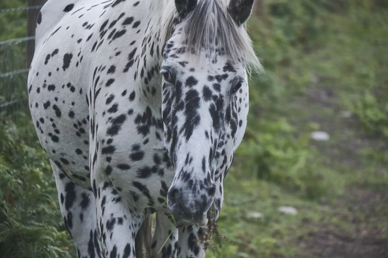 A calm Appaloosa horse standing in a sunny pasture, looking gently at the camera.