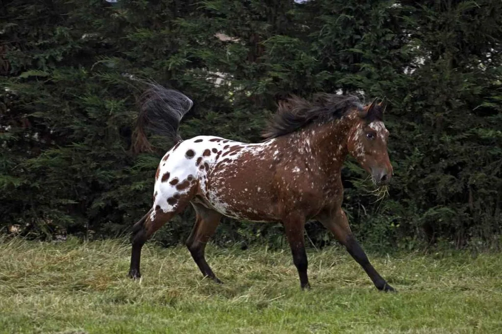 A healthy Appaloosa horse standing in a green pasture