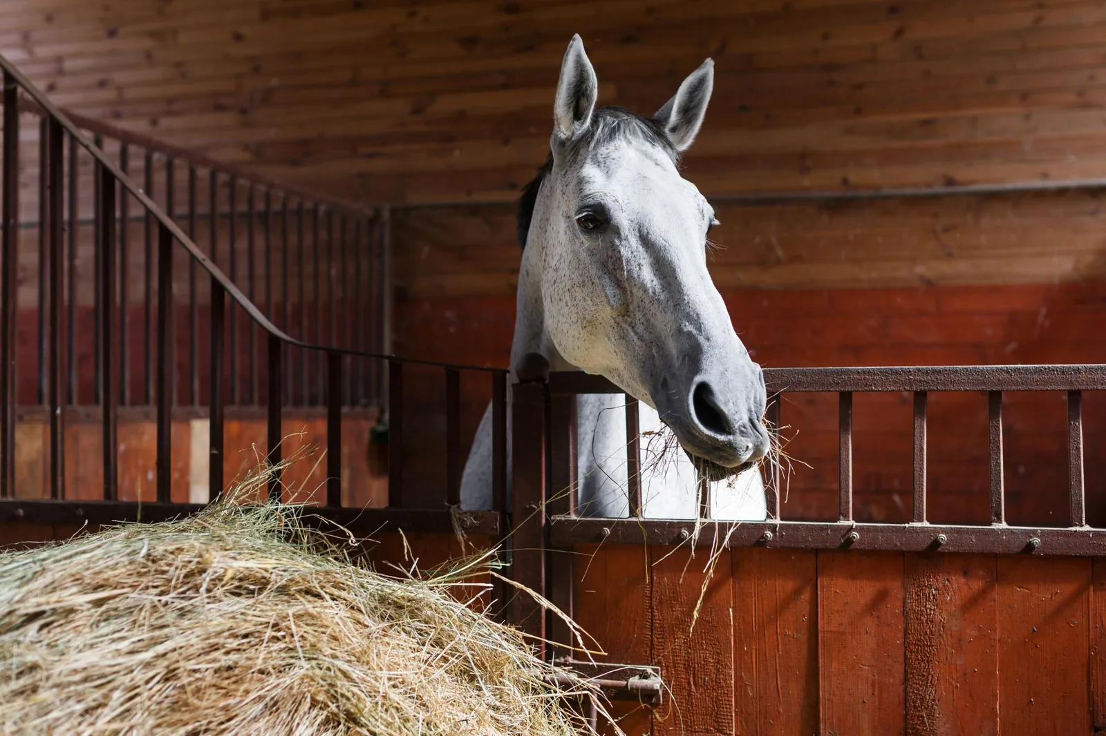 A spotted Appaloosa horse eating hay in a pasture
