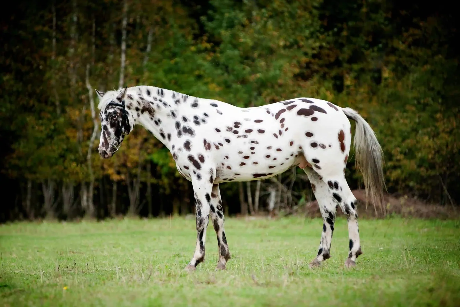 A spotted Appaloosa horse standing calmly in a grassy field