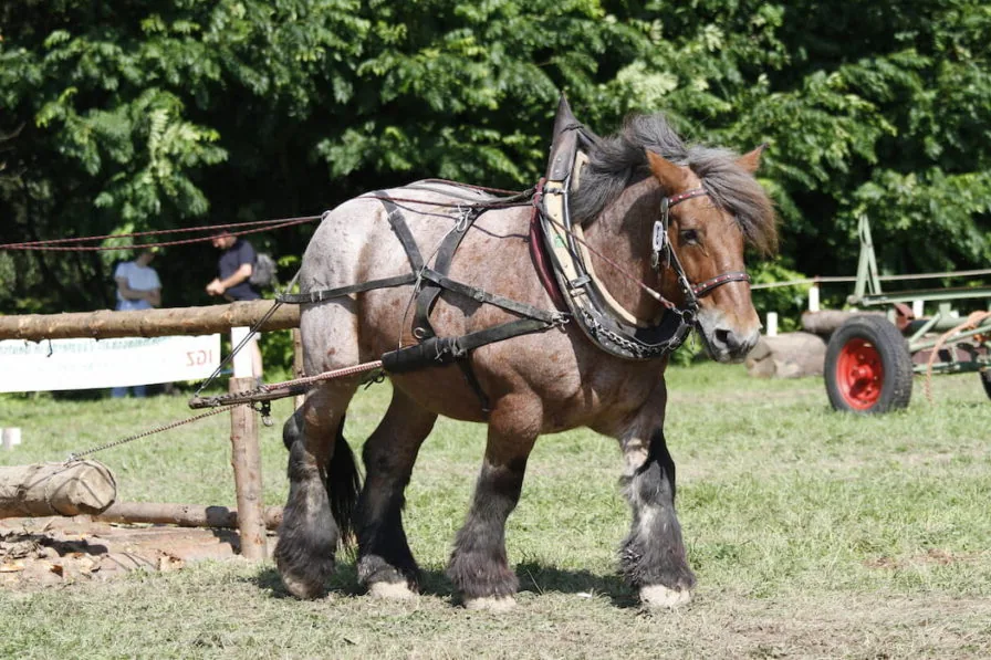 An Ardennes horse standing in a rustic stable with historical farming tools.