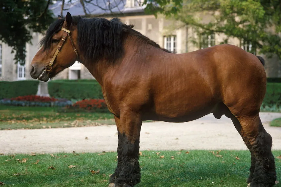 A majestic Ardennes horse standing in a lush green pasture, showing its muscular build and thick mane.