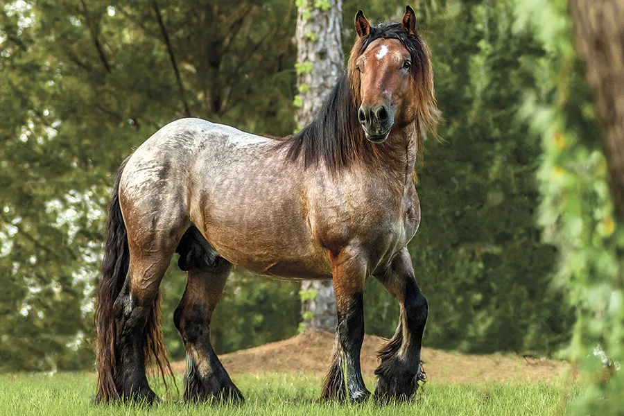 A calm Ardennes horse standing in a grassy field, looking directly at the camera.