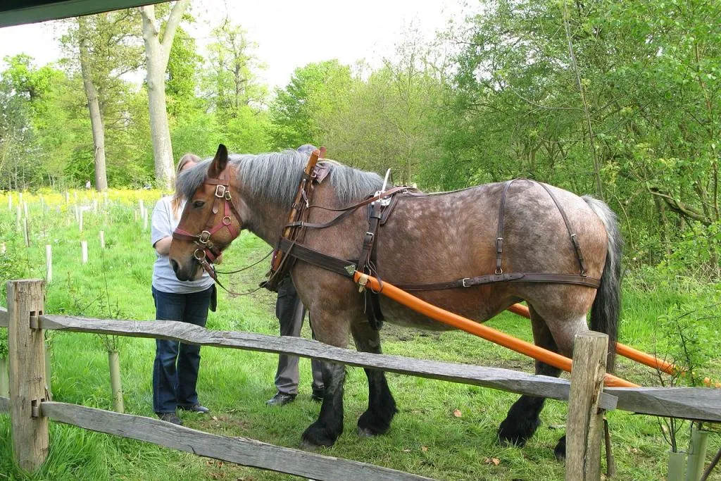 An Ardennes horse being led through a grassy field by a trainer.