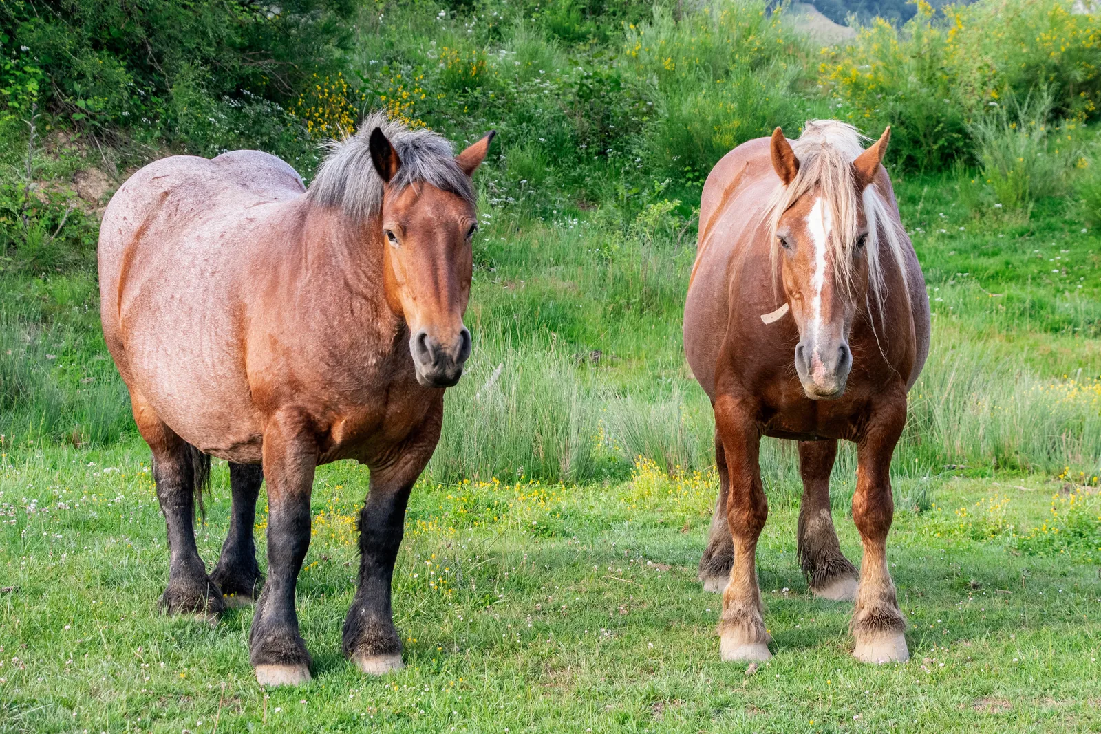 A healthy Ardennes horse standing in a green pasture