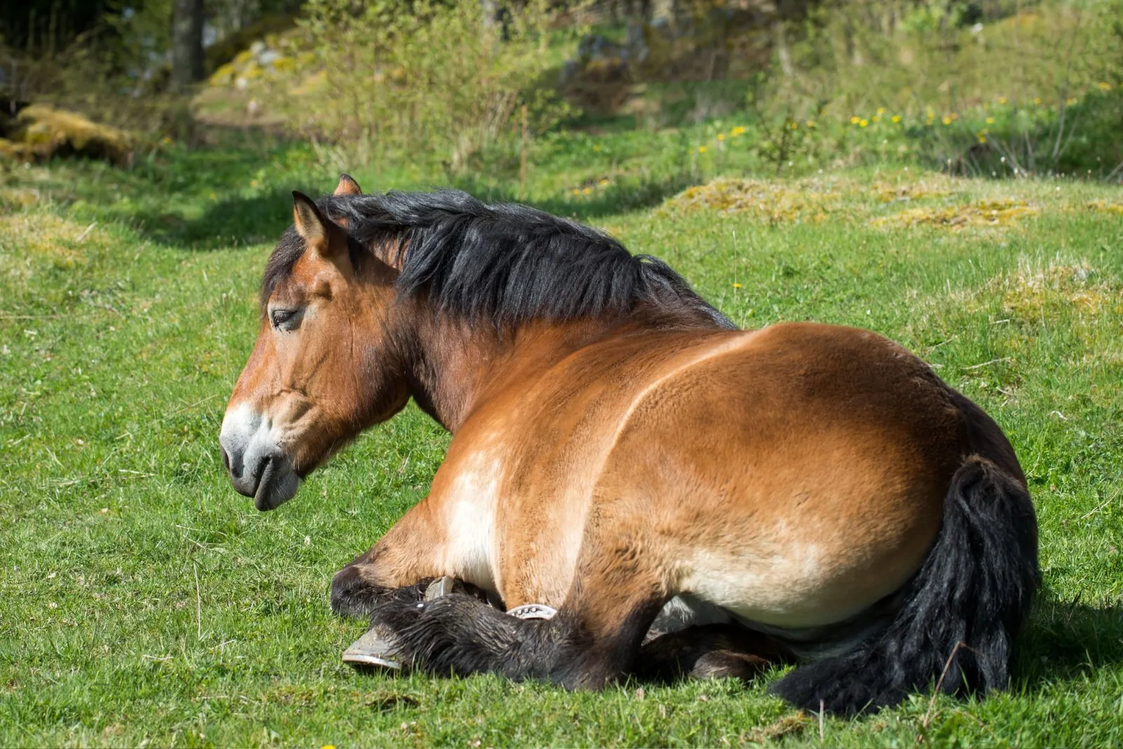 An Ardennes horse in a stable with a veterinarian nearby.
