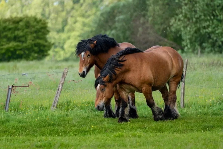 An Ardennes horse standing calmly in a grassy field, looking directly at the camera.