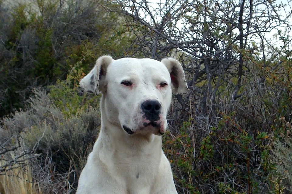 An Argentine Dogo standing proudly in a historical setting with old buildings in background.