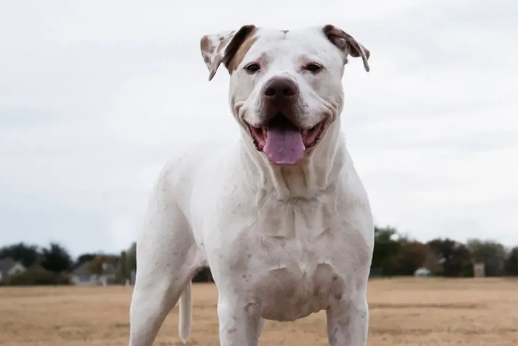An Argentine Dogo standing proudly, showing its muscular build and white coat.