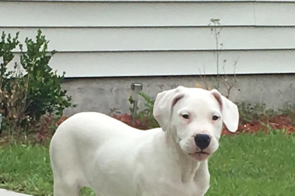 An Argentine Dogo standing in a grassy field, looking healthy and alert.
