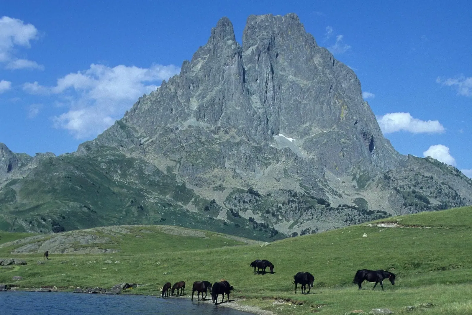 Ariegeois Pony standing in a field, showing its sturdy build and coat.