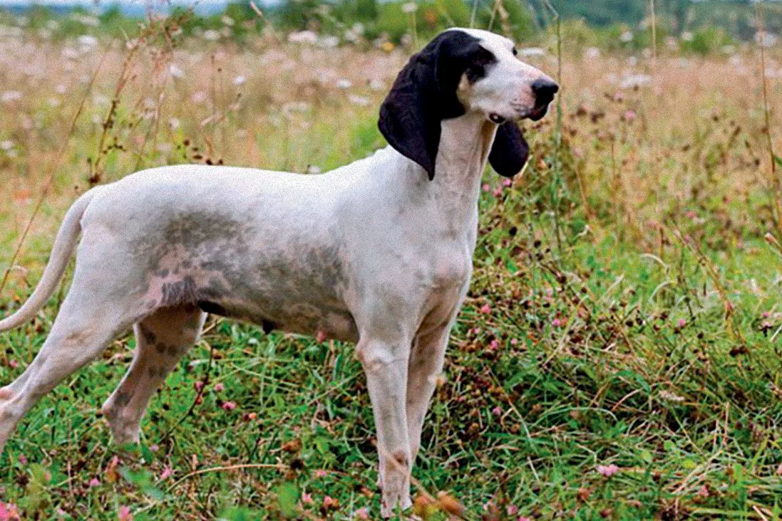 Ariegeois Pony standing calmly in a grassy field, looking gentle and alert.