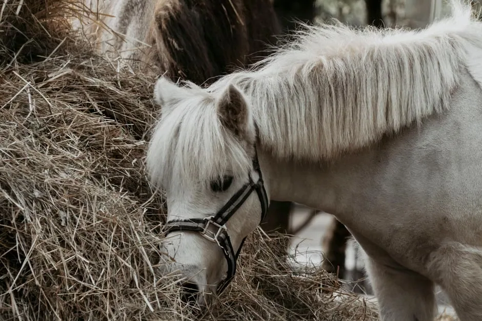Ariegeois Pony eating hay in a grassy field
