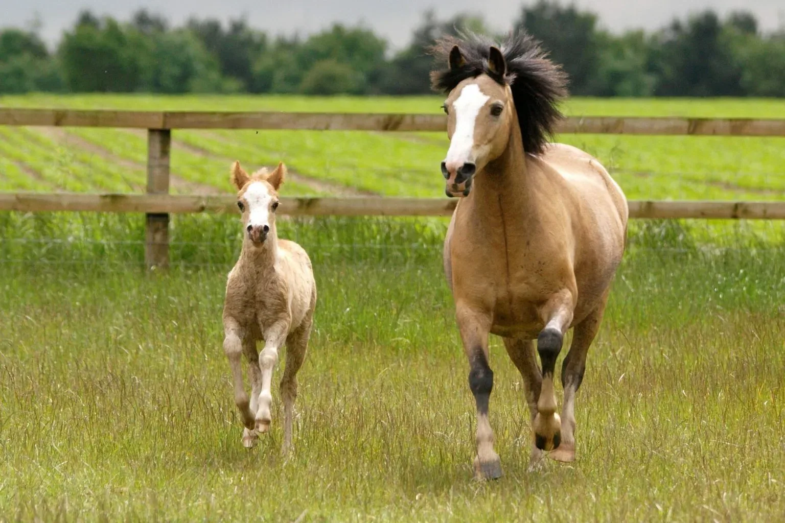 Ariegeois Pony mare and foal standing in a grassy field under a clear sky