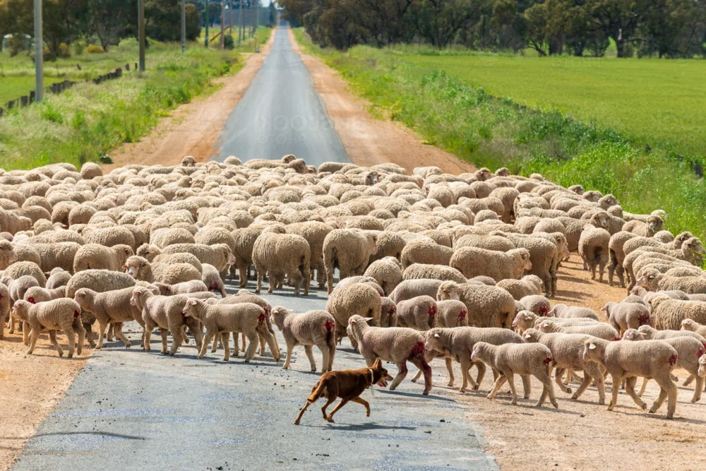 An Australian Kelpie working on a farm, herding sheep in a field.