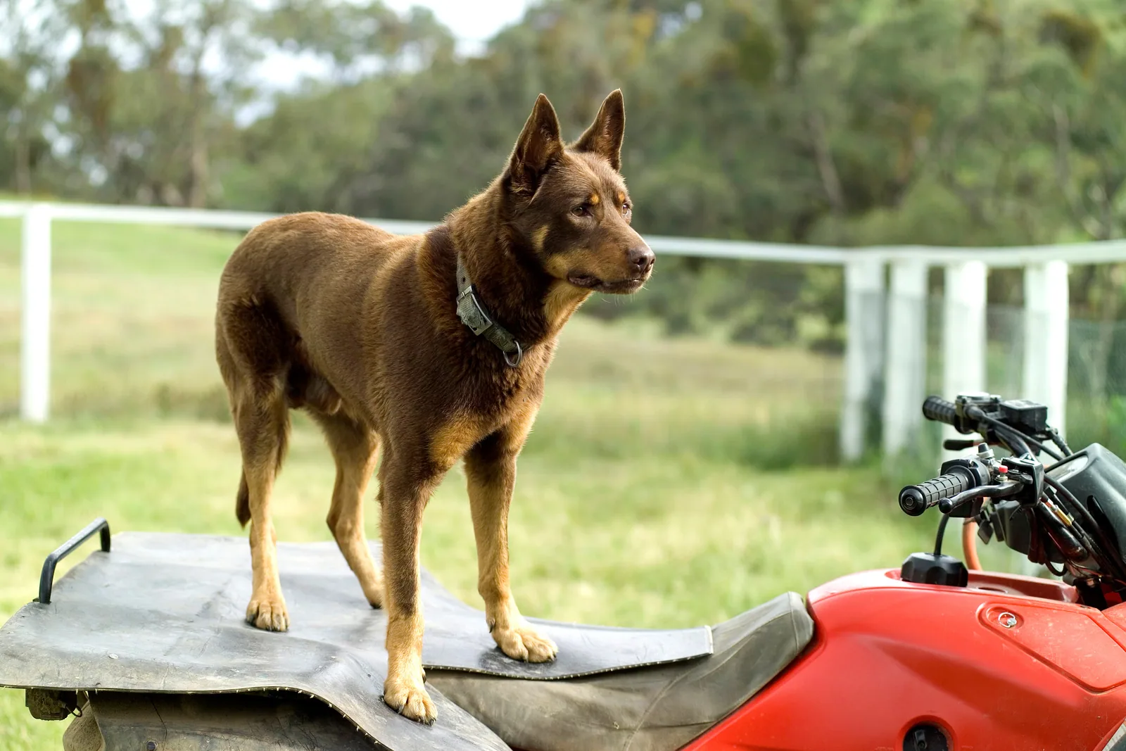 An Australian Kelpie standing alertly in a grassy field, showing its athletic build and coat.
