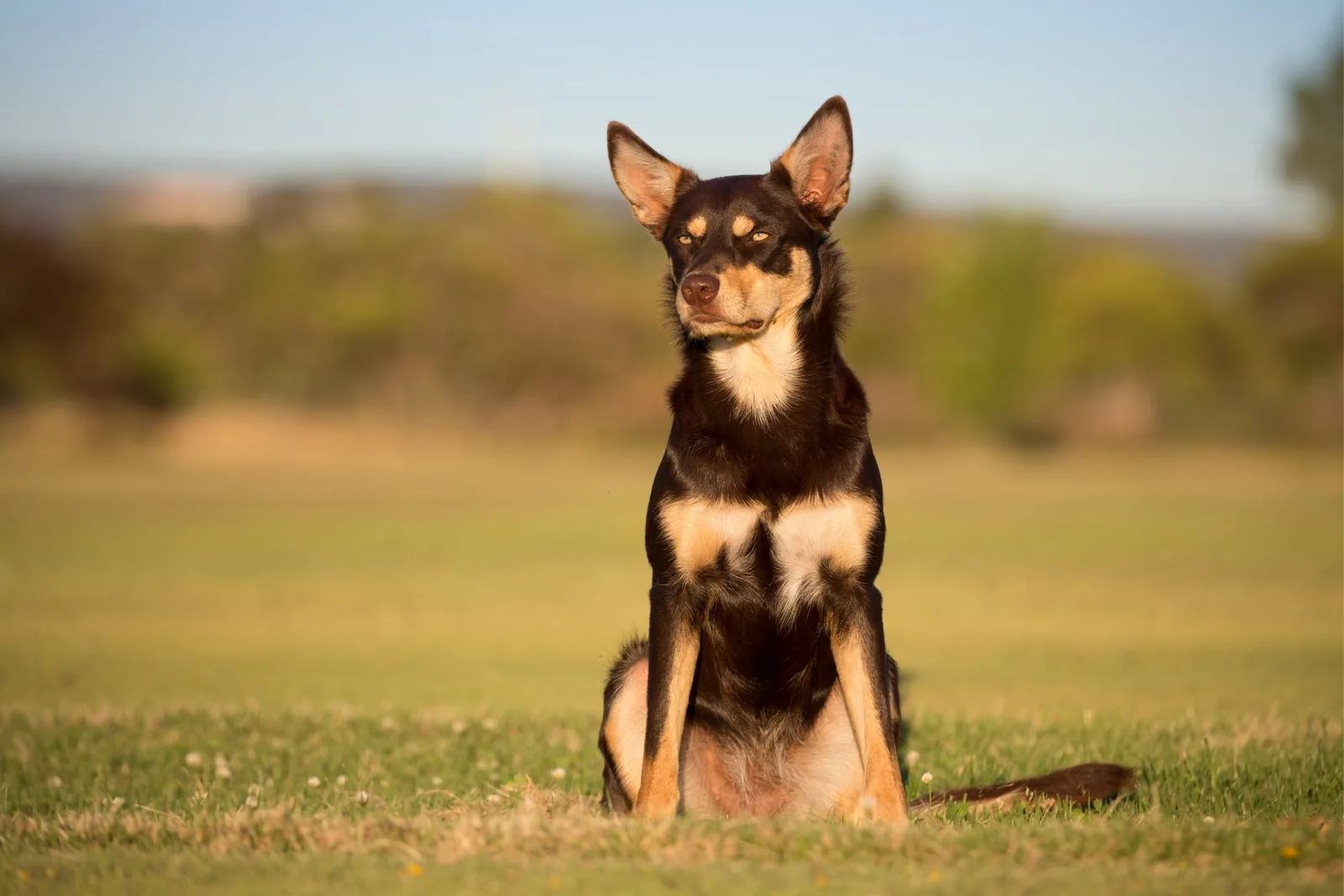 An Australian Kelpie sitting alertly in a grassy field, looking attentive.