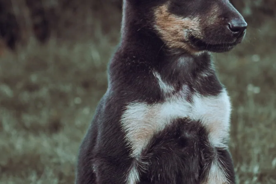 An Australian Kelpie sitting alertly in a grassy field, looking at the camera.