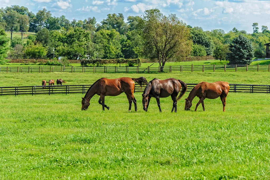 An Australian Stock Horse grazing in a sunlit pasture with rolling hills in the background.
