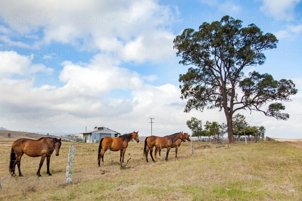An Australian Stock Horse standing calmly in a grassy paddock under clear blue sky.
