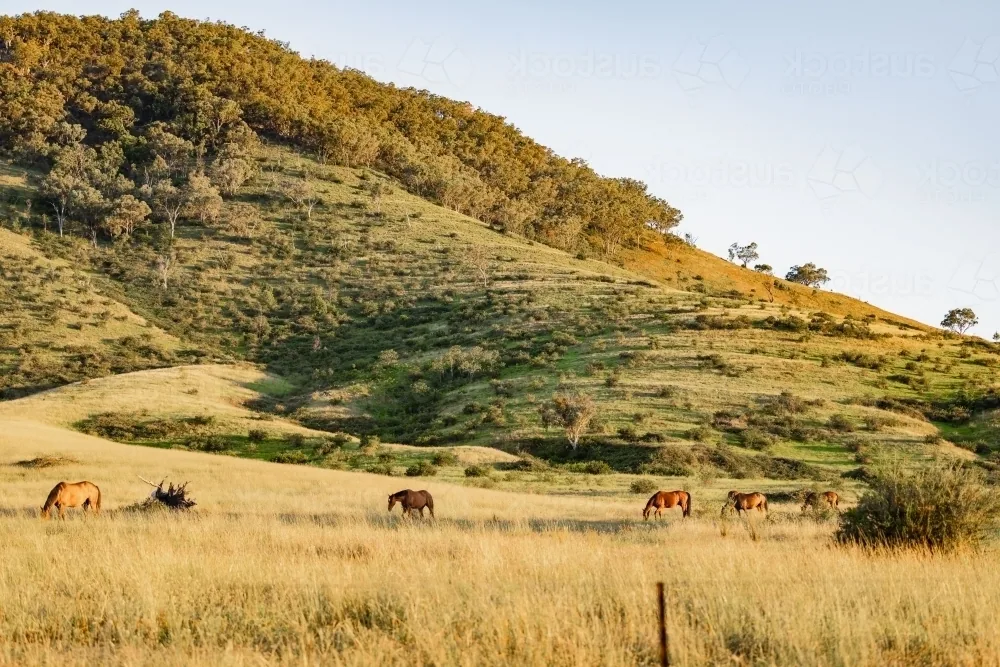An Australian Stock Horse standing in a grassy paddock, looking healthy and alert.