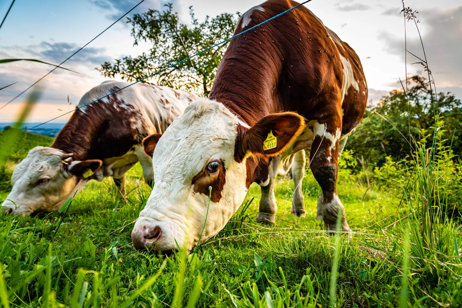 An Australian Stock Horse grazing in a lush green pasture.